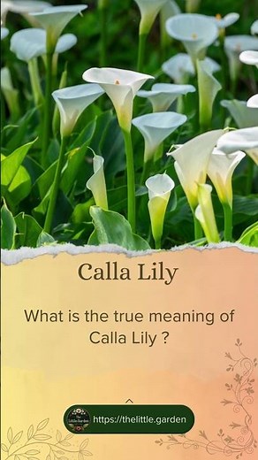 What is the true meaning of Calla Lily ?