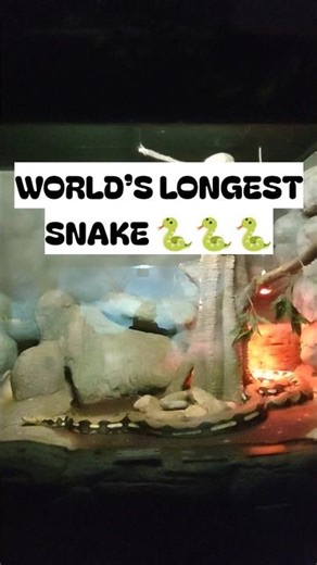 The Giant of Southeast Asia: Meet the Reticulated Python #shorts #python #aquarium #travel