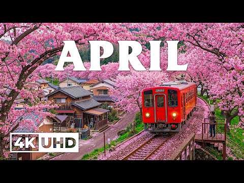 Spring Flower 4K • April 2026 🌸 Flower Fields, Tranquil Streams & Relaxing Piano Melodies