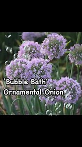 🔦PLANT SPOTLIGHT! New this year from the Allium family ‘Bubble Bath’ Ornamental Onion. This perennial requires full sun ☀️ to part shade🌥️. Soft lavender flower clusters are held on strong stems above a mound of glaucous blue green foliage. Attracts bees and butterflies but resists deer and rabbits. Grows to a height of 26 to 28 inches. Easy to grow! 💜💜💜 #shawanolawnandstone | Shawano Lawn & Stone Co