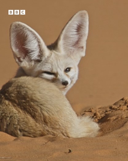 152K views · 8.1K reactions | This tiny dog has tamed the desert! ️ Against all odds, the Fennec Fox (vulpes zerda) – barely the size of a walking boot – uses its unique abilities to survive and thrive in the hostile environment of the Sahara desert. One family, 37 faces. Discover the fascinating world of wild dogs.  #DogsInTheWild Find out where to watch  https://bit.ly/3PHfAiA | BBC Earth | Facebook