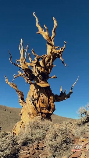 Behold Methuselah! It's a Great Basin bristlecone pine tree that lives in California's White Mountains. And it's lived there for over 4800 years! That makes it possibly the oldest tree in the world. It's named after the biblical figure Methuselah, who was said to be 900 years old. Say what you will, we don't think it looks a day over 4,000! | Inside Edition