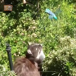 42K views · 206 reactions | These funny cats are sure to make you laugh out loud! Trust me!  Have a nice day! <3 | Cats Life | Facebook