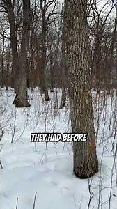 If you build this first, a BUCK TRAVEL CORRIDOR will likely build itself!