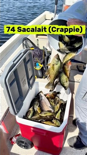 🎣 Sacalait Fishing !Crappie Action on the Bayou !!