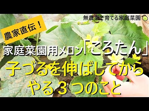 メロン栽培🍈孫づる処理～人工授粉・追肥まで詳しく解説！【有機農家直伝！無農薬で育てる家庭菜園】 22/6/21