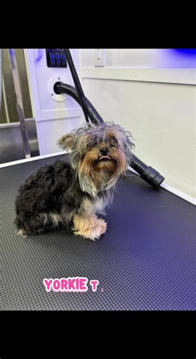 Mobile Pet Grooming Services in Houston