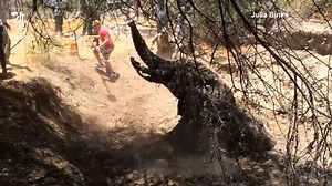201K views · 597 reactions | An elephant is successfully removed from a dried up well in central Kenya after it became stuck. Three cars and tow ropes were needed to pull the 20-year-old male to safety.  | Channel 4 News | Facebook