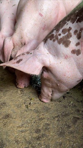 Amazing pig breed eating #amazing #pig #breed #eating #travel #pigs #dog #food #love #piggy #puppy #photooftheday #pigsofinstagram #dogsofinstagram #eat #instagood #piglet #pet #instafood #beautiful #minipig #cute #foodie #picoftheday #piggies #bully #yummy #photography #oink #a#animals | Pig Videos