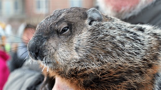 Wisconsin groundhog predicts early spring, disagrees with Punxsutawney Phil