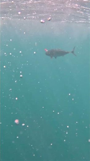 Yellowfin Tuna Underwater POV | The Fight From Below 🐟🌊