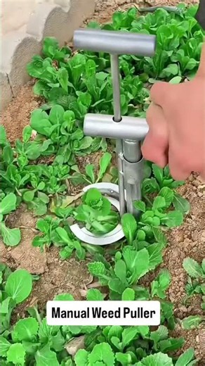 Satisfying garden upgradePull weeds the EASY way — no bending, no chemicals, #shorts #prant #viral