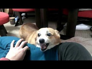 Corgi protects wife.But I will keep my hand.