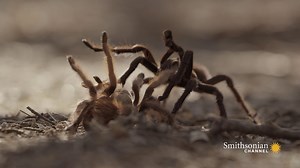 123K views · 3.3K reactions | For a male tarantula, mating is less an act of love and more a dance with death–especially if the female’s deadly fangs succeed in grabbing him, injecting him with venom, and liquefying his insides. America's Wild Seasons | Smithsonian Channel | Facebook