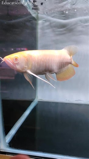 Albino Arowana Care Guide: F1 & F2 Insights