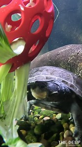 2.9K views · 38 reactions | Sound up for some seriously adorable...