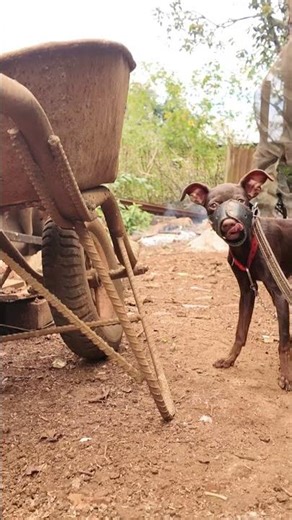 Feeding Time Routine Setting Boundaries with Your New Puppy