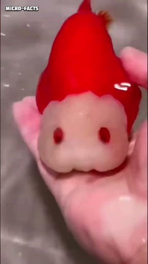 ponyo #fish on the cliff for real #goldfish