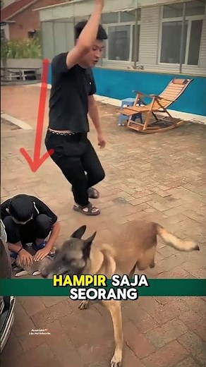 Why Humans Don't Always Understand the Kindness of Dogs