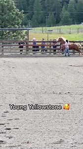 #yellowstone #SteveRotherHorsemanship #schoolofhorse #liberty | Steve Rother Horsemanship - The School of Horse