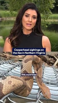 Copperhead sightings on the rise in Northern Virginia