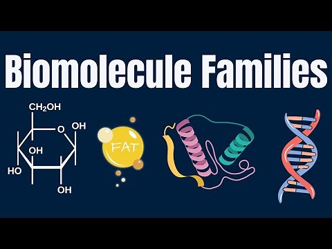 The Four Biomolecule Families: Carbs, Lipids, Proteins, Nucleic Acids (Introductory Biochemistry)