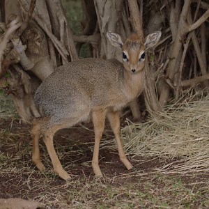 24K views · 3.3K reactions | Baby dik-dik is so baby. | San Diego Zoo | Facebook