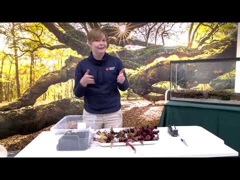 Building a Carnivorous Bog Terrarium Part 3