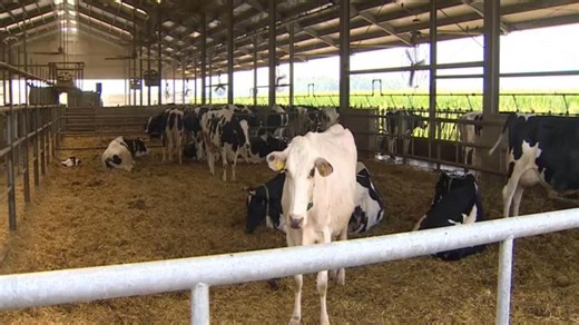 Ventilatori per le mucche in Piemonte: il caldo non dà tregua e anche in fattoria si cerca il fresco