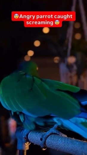 😰Angry parrot caught screaming 😰#scary #CaughtOnCamera #Parrot #ViralShorts #cockatiel #CaughtLive