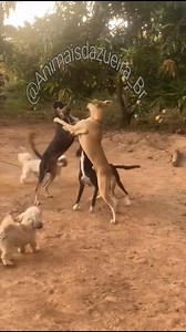 94K views · 5.2K reactions | Perereca mutante rouba chinelo no morro dos cibitos e negão quebra côco não gostou #cachorro #pet #animaisfofos #pets #funnyvideos #fyp | Animaisdazueira | Facebook