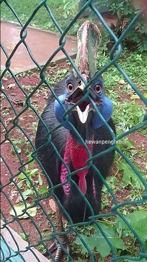Cassowary Funny Sounds #shorts