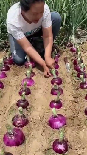the process of harvesting large red onions in a large garden #popular #viralshorts