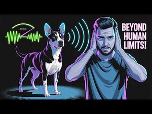 Dog Hearing vs Human Hearing Canines Detect Sounds Beyond Our Reach @dog-vision
