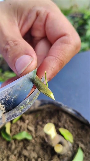 Bonsai Plant Branch Grafting Techniques