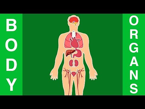 Human Body Organs for Kids - Body parts and Functions in English -Vocabulary for kids