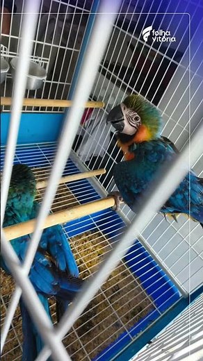 Filhotes de arara-canindé foram resgatados em Vila Velha