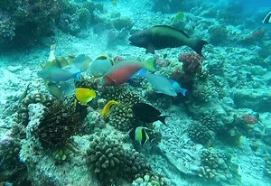 Maldives diving #maldivesdiving #cynthiarothrock #underwater | Cynthia Rothrock