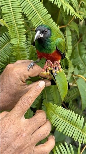 Wild Bird Calling and Feeding in the Rainforest | Amazing Nature Interaction