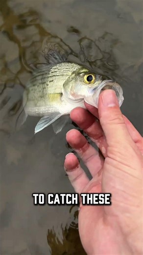 What a lucky, lucky fish.