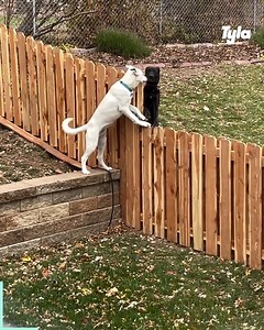 Everybody needs good neighbours 🐶 😍 | GOODLAD