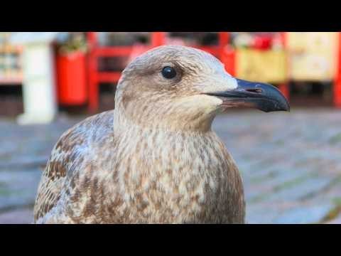 Close-up Video Portrait of a Juvenile European Herring Gull [4K]