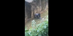 Remembering Harambe 8 years after his tragic death