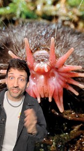 93K views · 6.1K reactions | Meet the Star Nosed Mole  | Odd Danny | Facebook