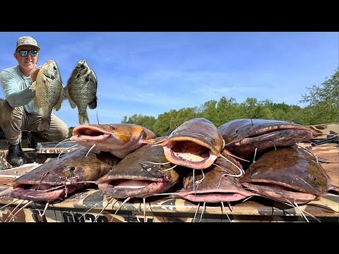 Catching Huge Catfish on Giant Live Bait (Catch Clean & Cook) I Bought a New Boat and Crashed my SUV