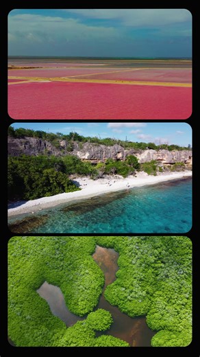 Discover Bonaire in blue, pink, and green. Swim in crystal-clear blue waters, admire the pink salt flats and the flamingos in their natural habitat, and explore the luscious mangroves. An colorful island waiting for you 🌈 💙 #bonaireisland #bonaire #itsinournature | Bonaire Island