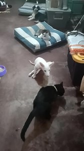 1.3M views · 101K reactions | Good morning from Tinkerbell殺 | Purpaws | Facebook