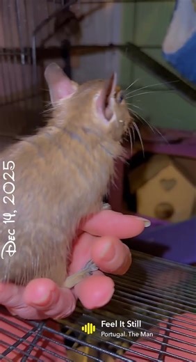 Degu Rebel Just for Kicks ✨🐿️✨aka Stormy 🐿️ #cutepets #degulife #pet #petvlog #cute #degu #rebel