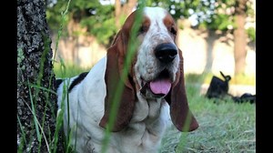 Basset Hound: History