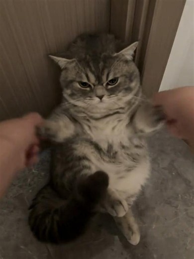 mr grumpy😾 #cattok #foryoupage #catsoftiktok #cutecat | Cute Cat